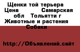 Щенки той терьера  › Цена ­ 5 500 - Самарская обл., Тольятти г. Животные и растения » Собаки   